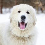 Great Pyrenees