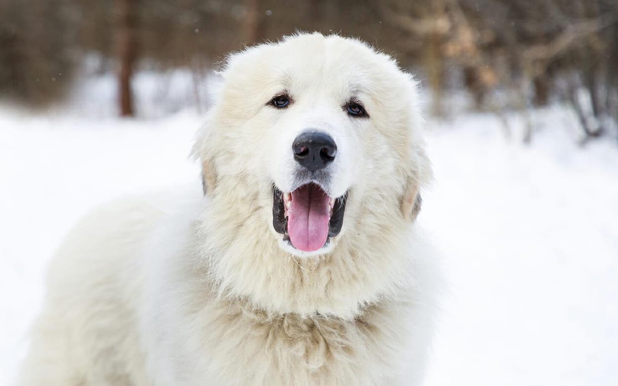 Great Pyrenees