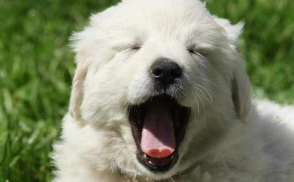 Great Pyrenees