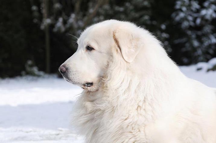 Great Pyrenees