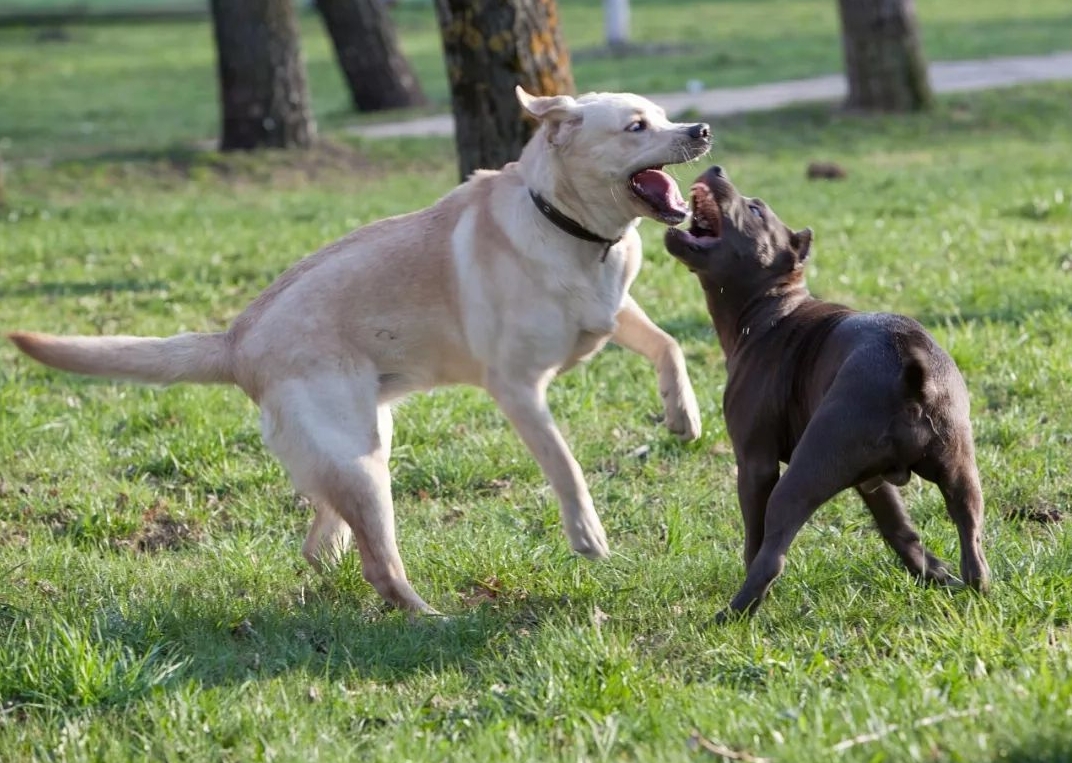 How to Separate Dogs in a Fight