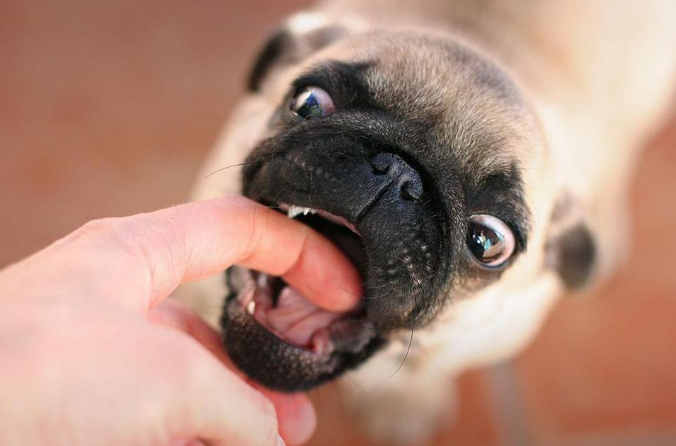 How to determine and stop dog biting behavior