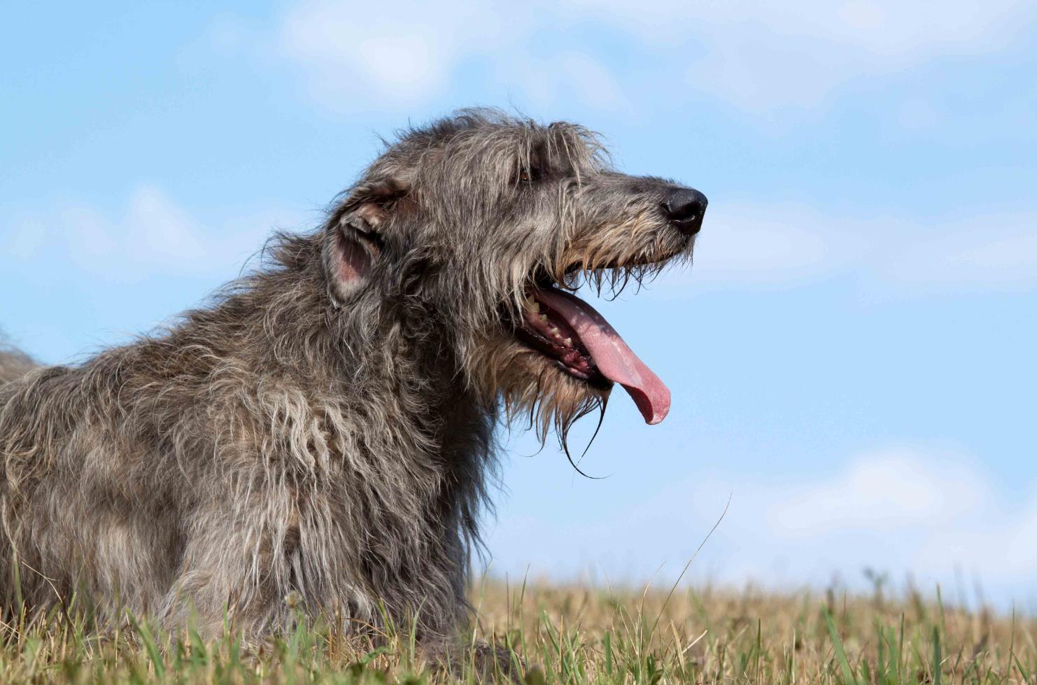 Irish Wolfhound