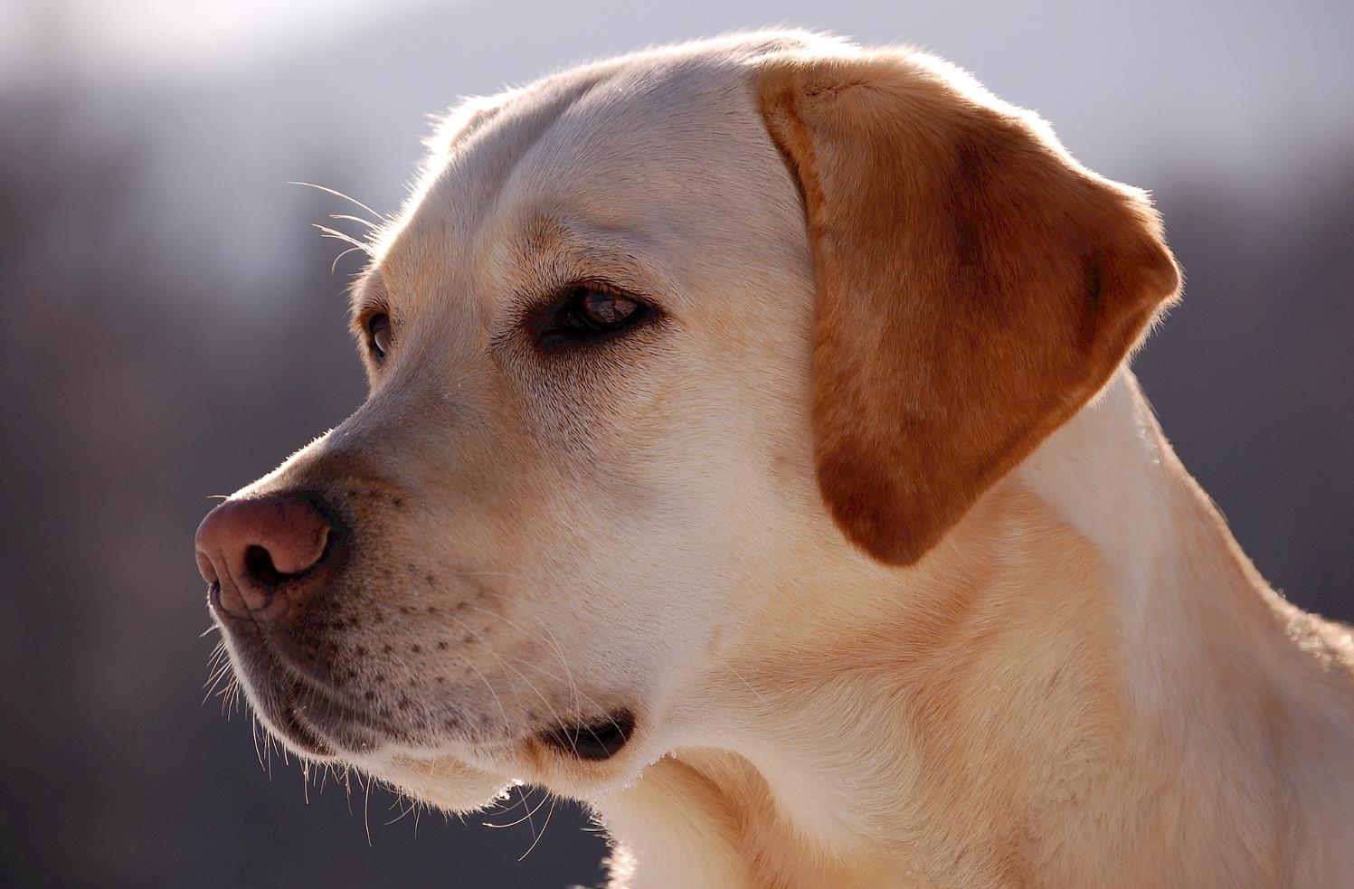 Labrador Retriever