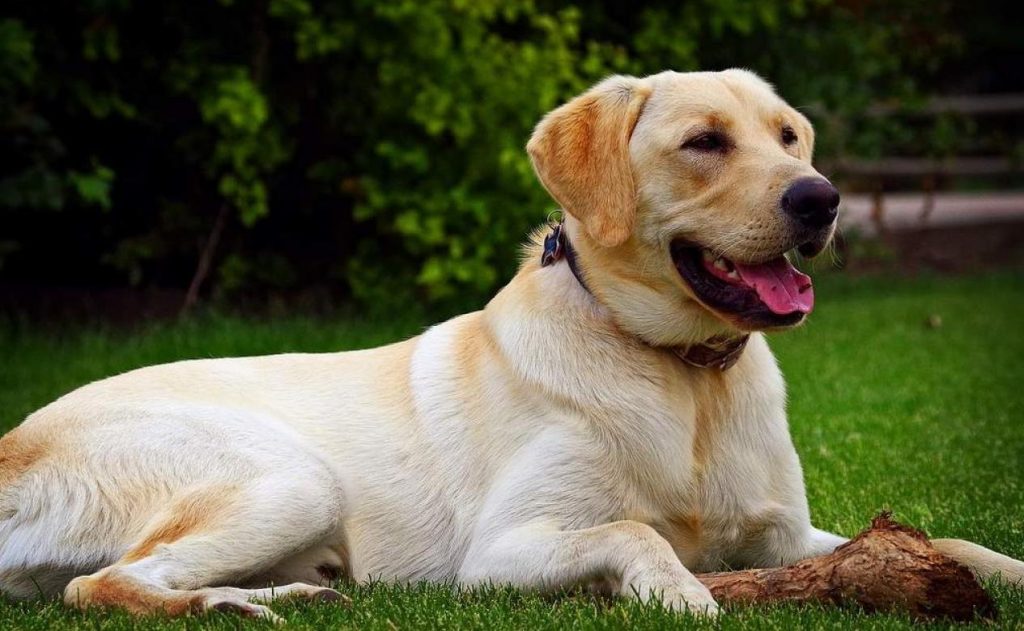 Labrador Retriever