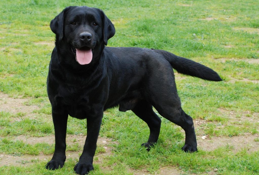 Labrador Retriever