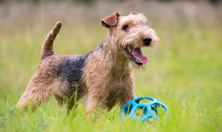 Lakeland Terrier