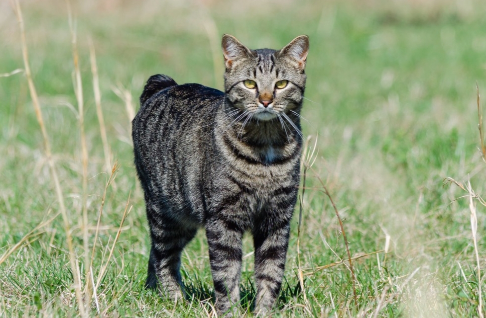 Manx cat