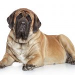 Mastiff