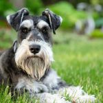 Miniature Schnauzer