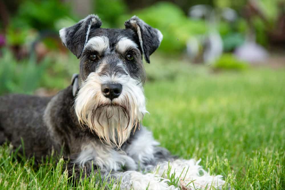 Miniature Schnauzer