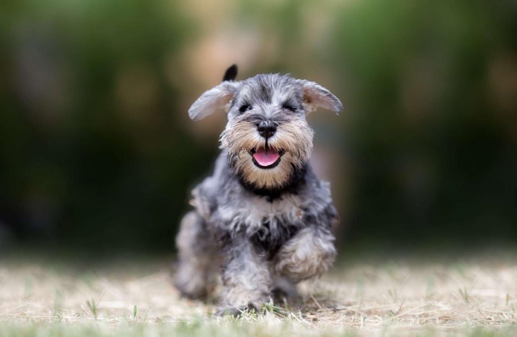 Miniature Schnauzer