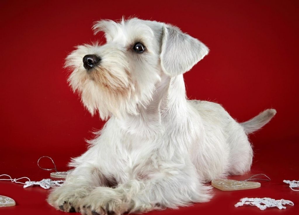 Miniature Schnauzer