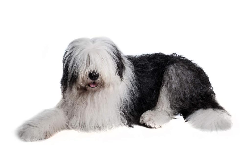 Old English Sheep dog