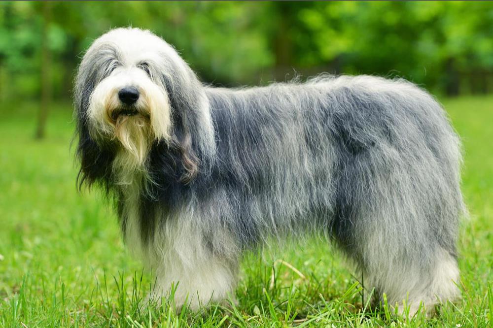 Old English Sheep dog