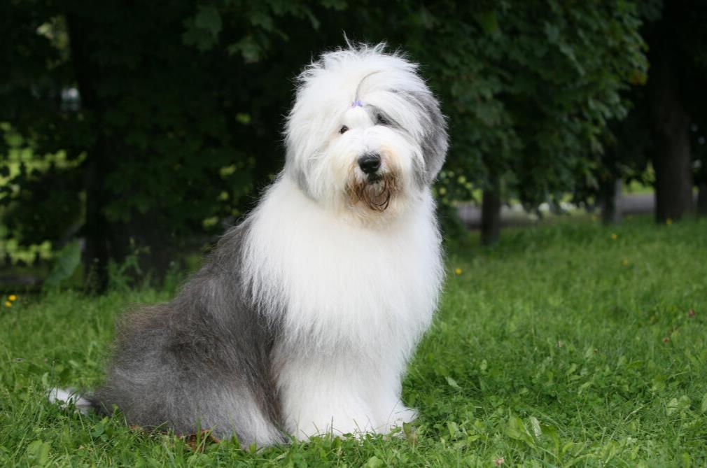 Old English Sheep dog