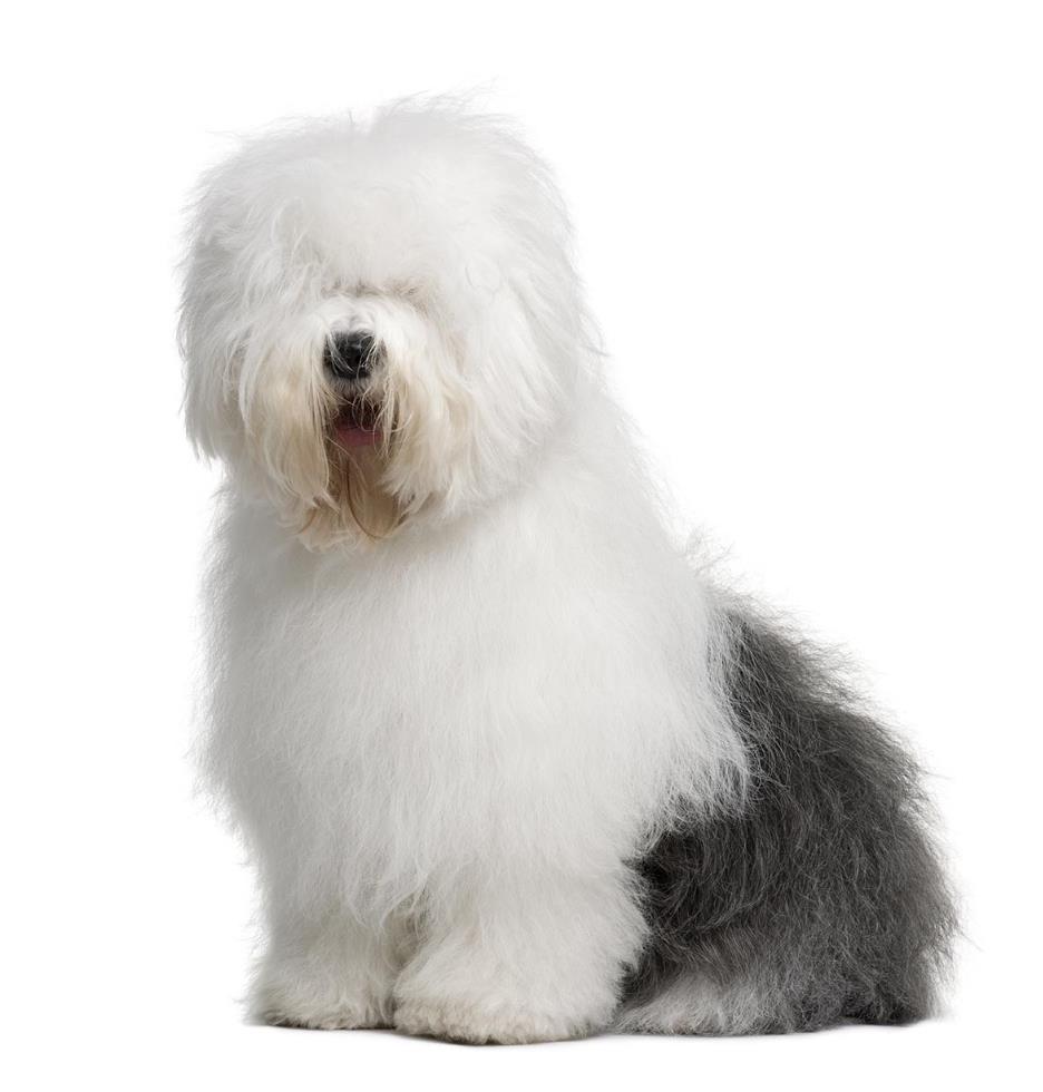 Old English Sheep dog