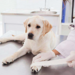 Pet First Aid Book and Common Medication Backup Chart