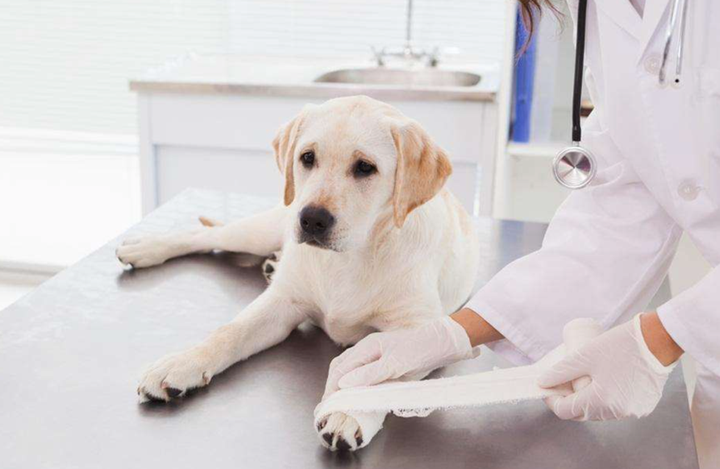 Pet First Aid Book and Common Medication Backup Chart