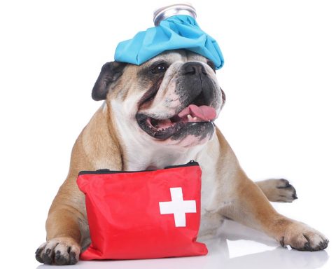 Pet First Aid Tips