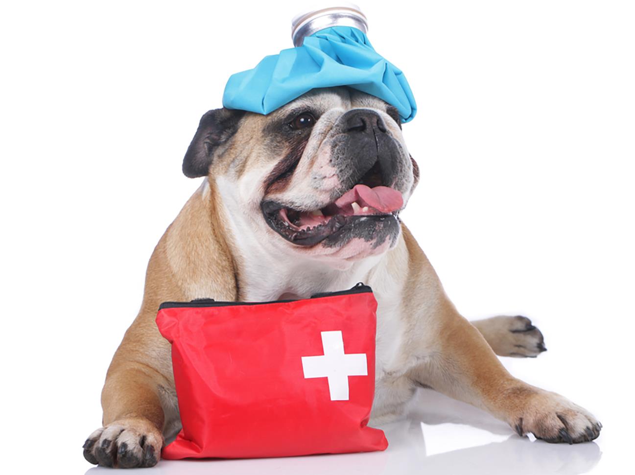 Pet First Aid Tips