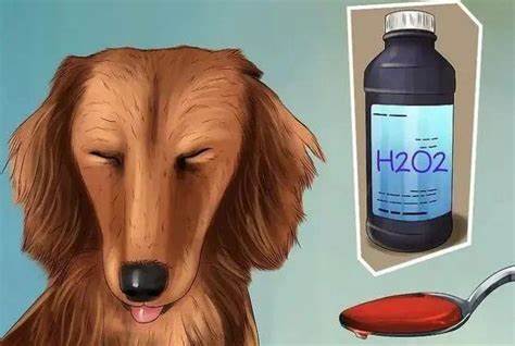 Poisoning and First Aid for Canine Household Products