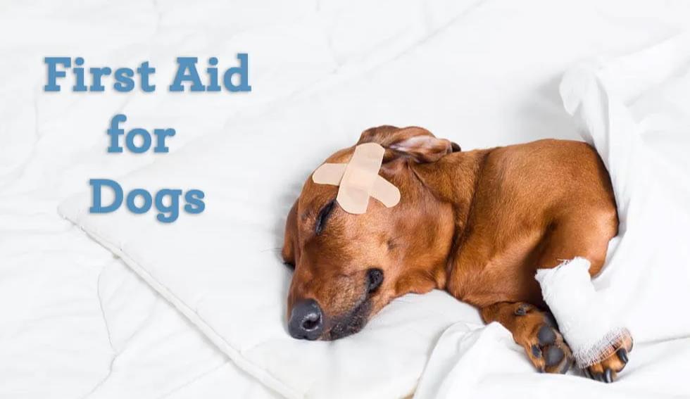 Several first aid measures for dogs