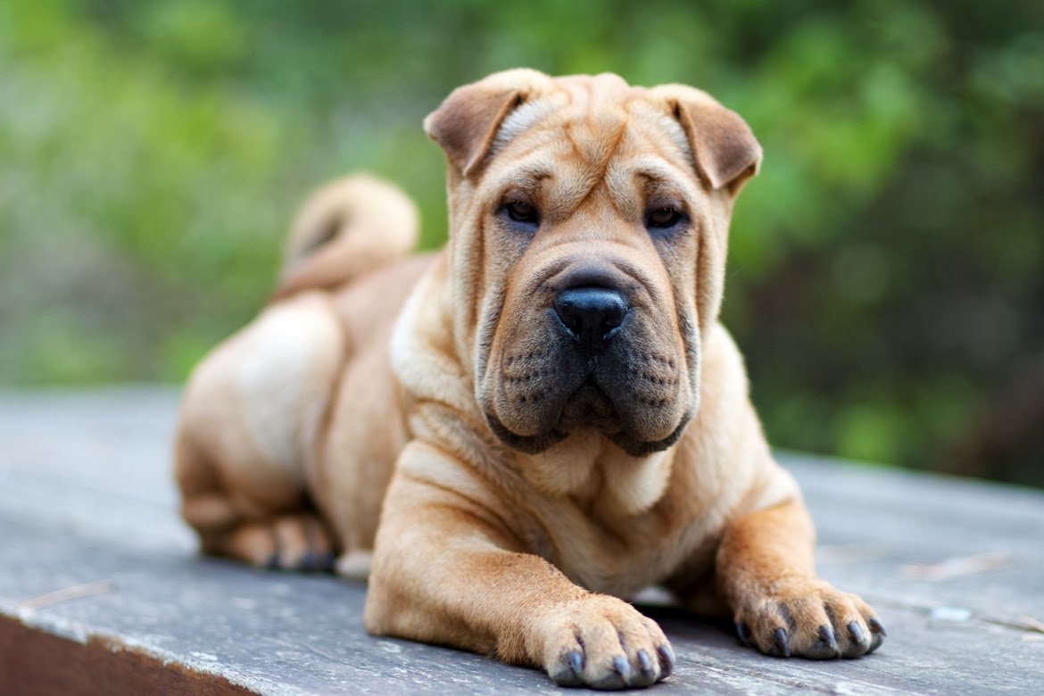 Shar Pei Dog