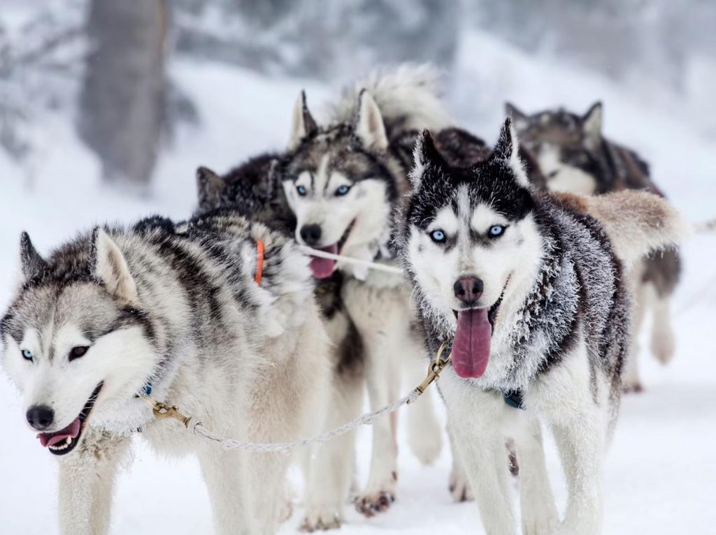 Siberian Sled Dog