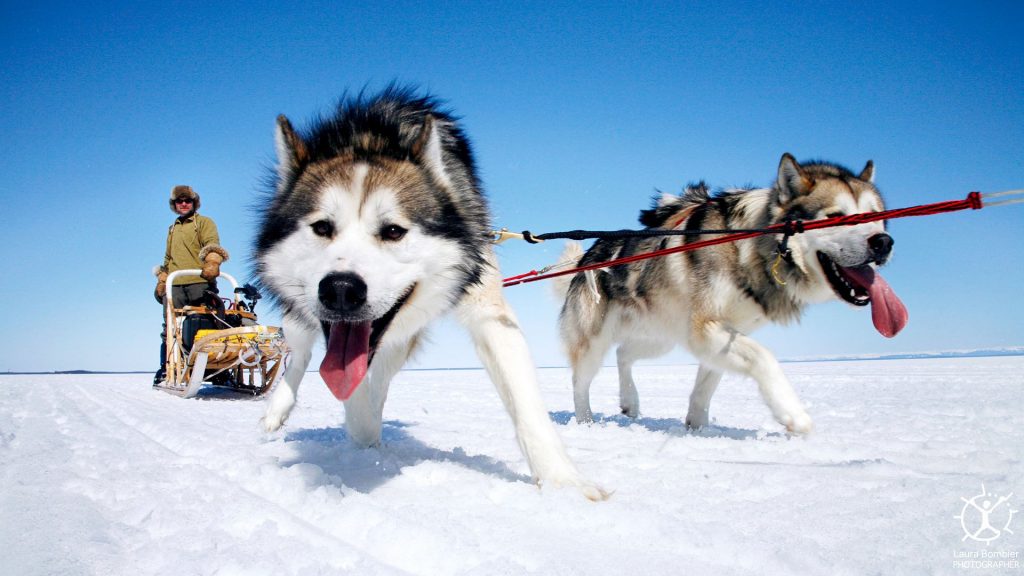 Siberian Sled Dog