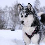 Siberian Sled Dog