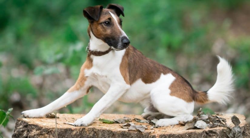 Smooth Fox Terrier