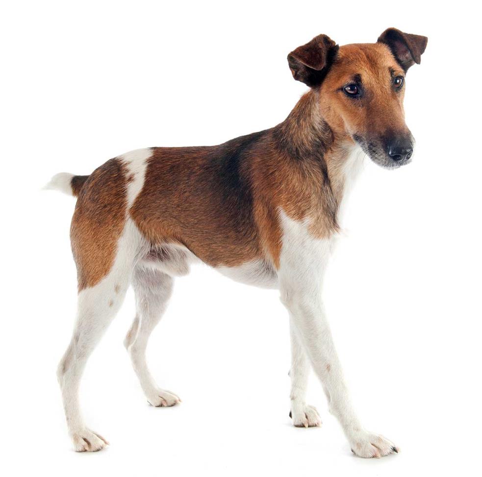 Smooth Fox Terrier