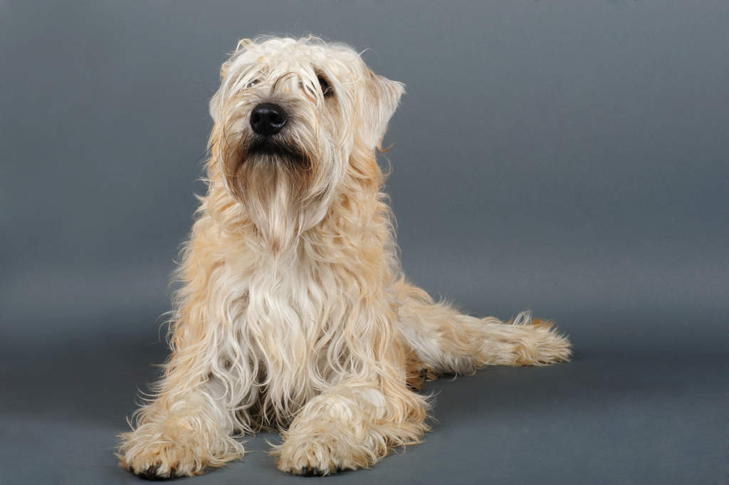 Soft Coated Wheaten Terrier