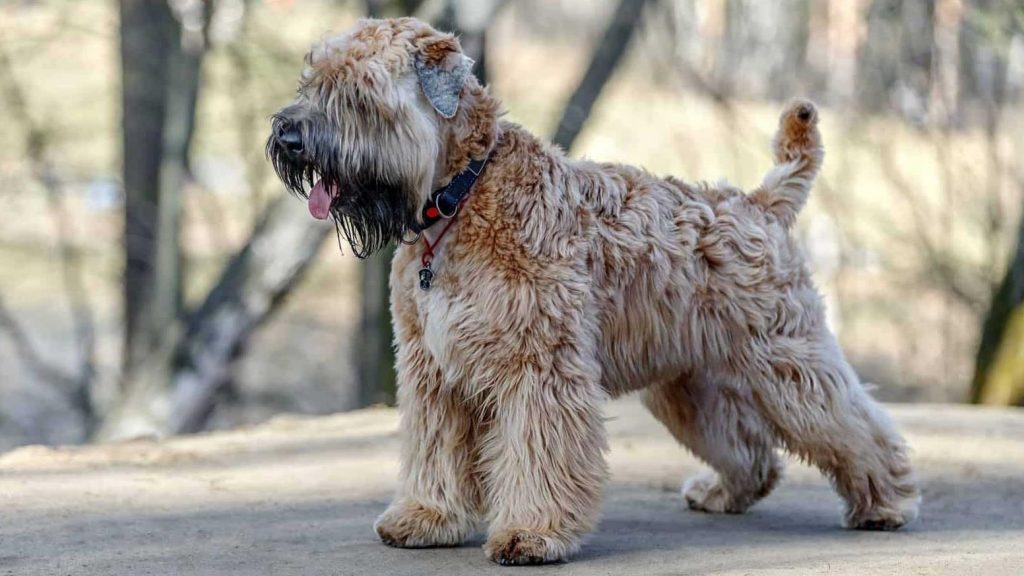 Soft Coated Wheaten Terrier