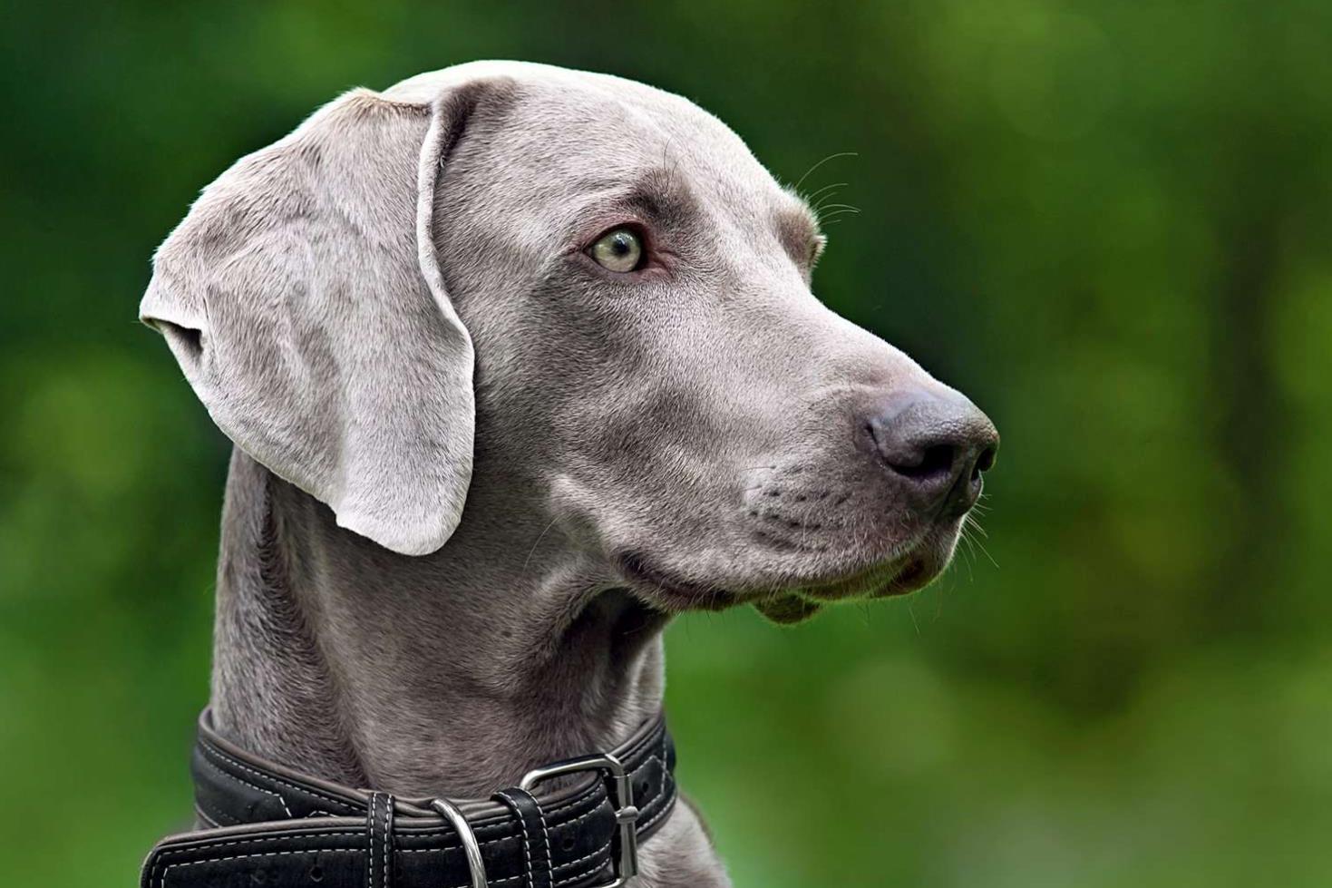 Weimaraner