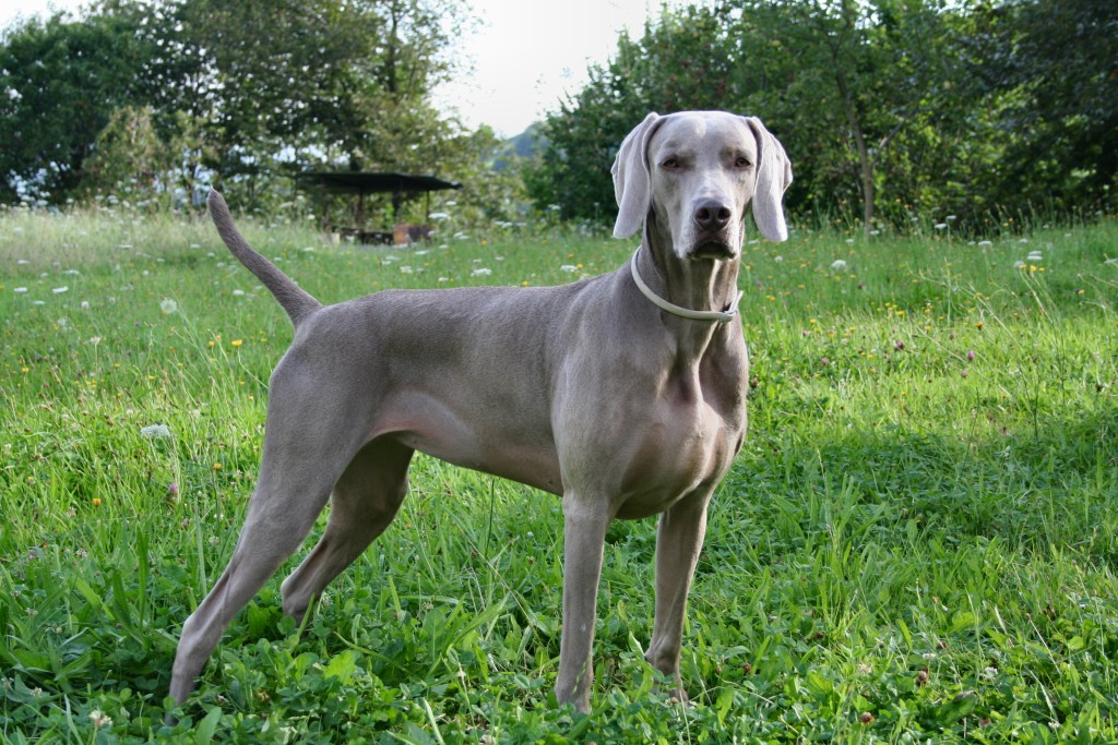 Weimaraner