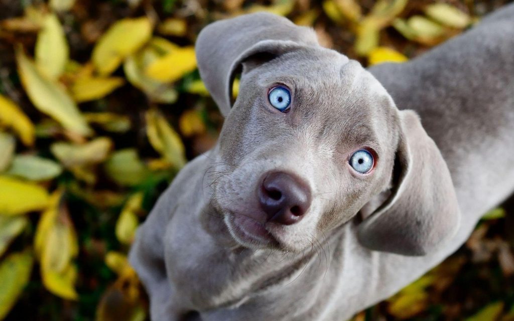 Weimaraner