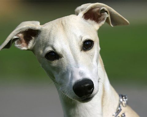 Whippet