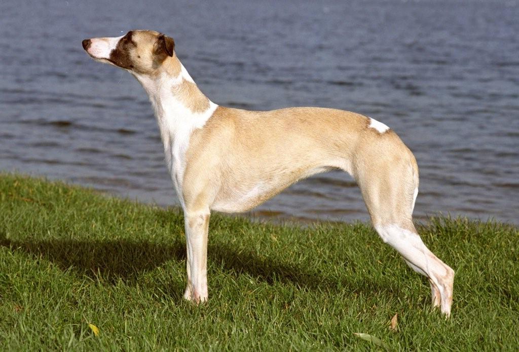 Whippet