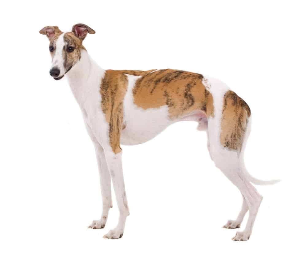 Whippet