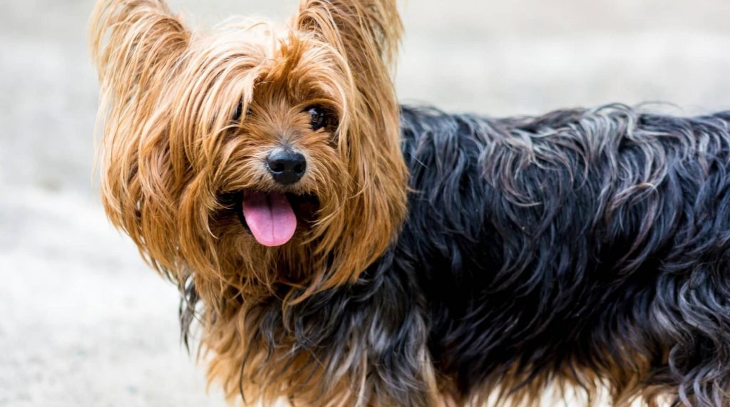 Yorkshire Terrier