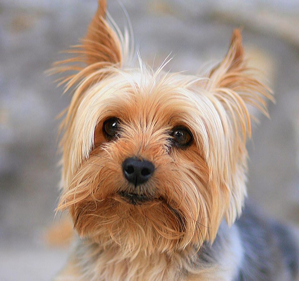 Yorkshire Terrier