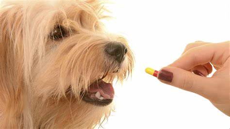 oral medication to pets