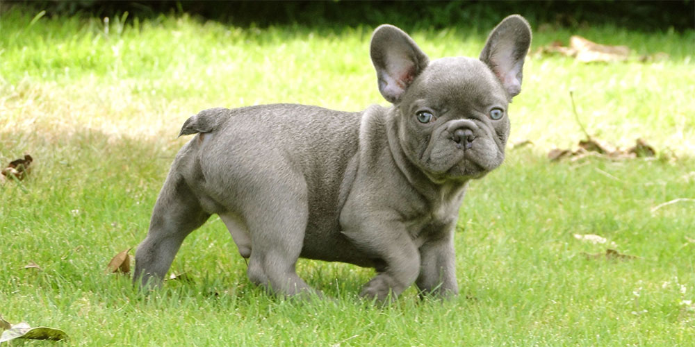 french bulldog