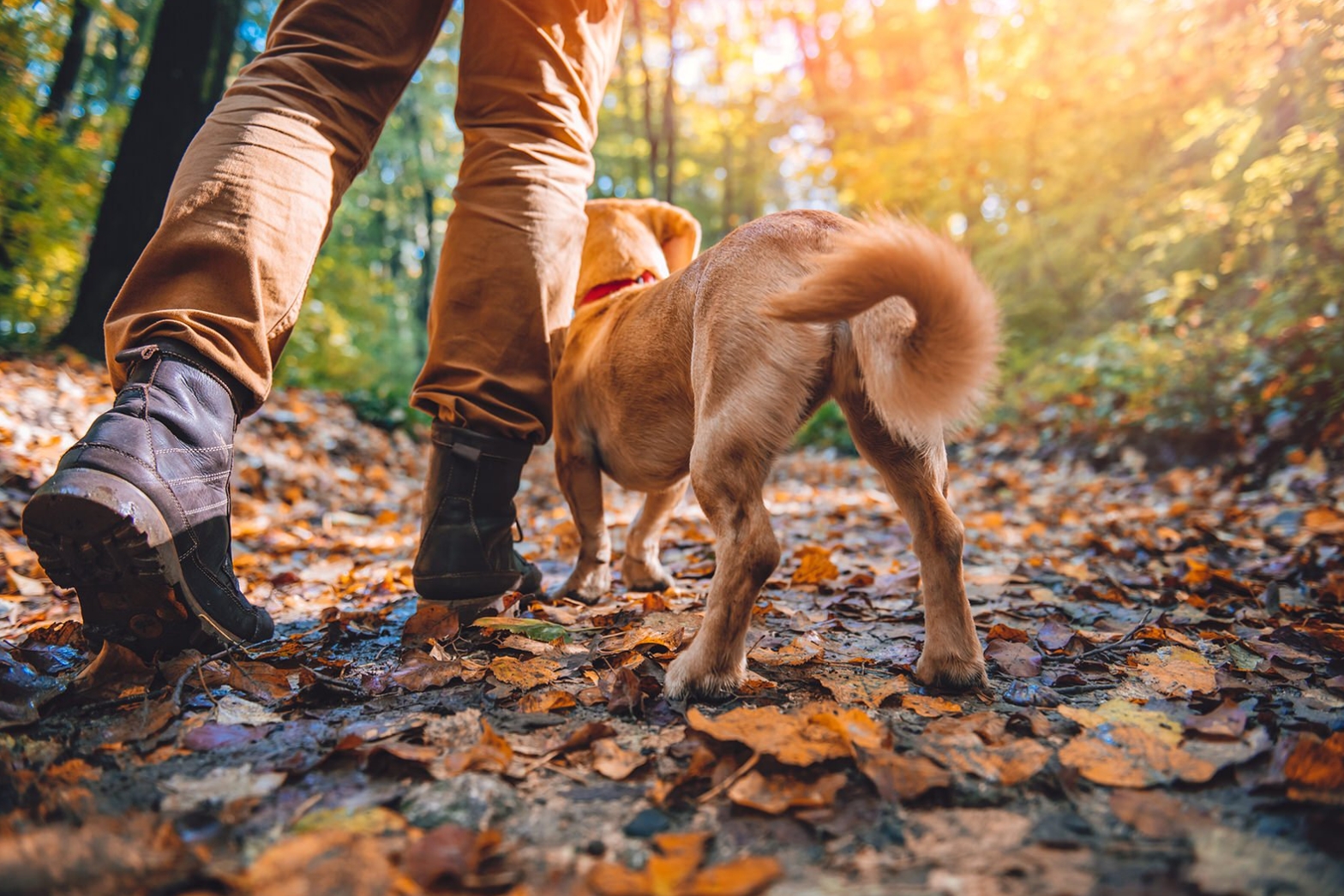 hiking with dogs