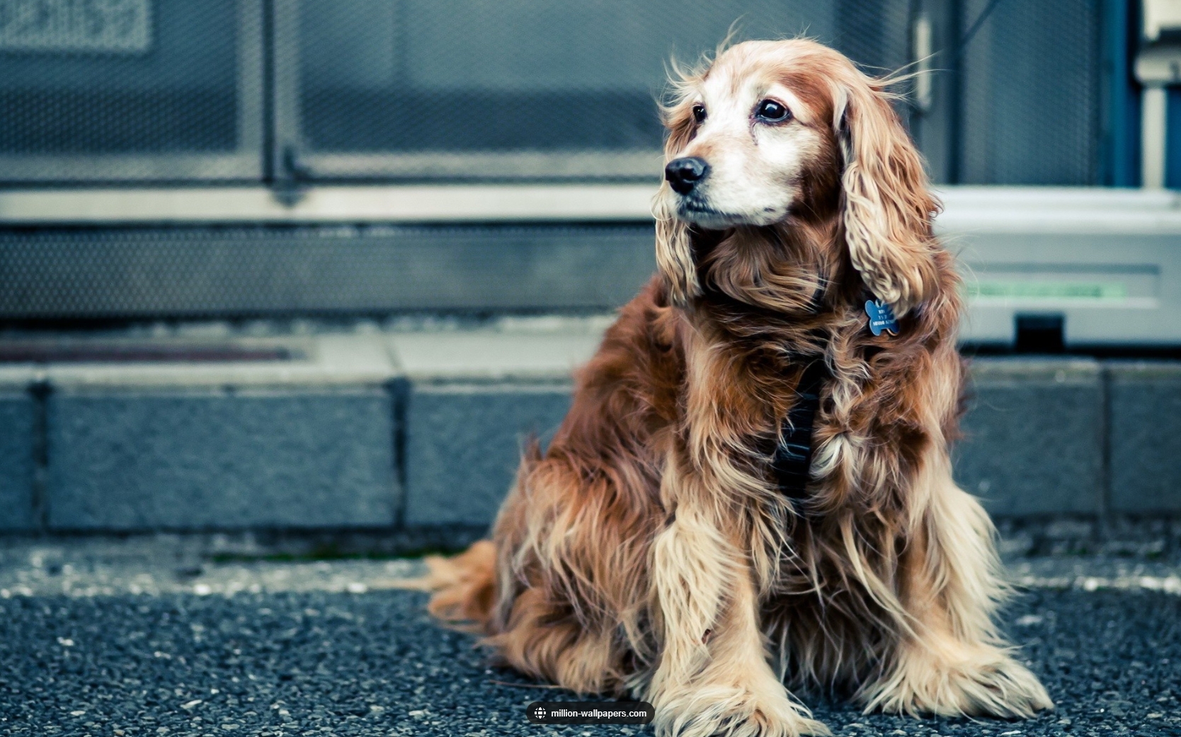 Training to make your dog wait